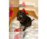 Small Labrador Retriever Mix