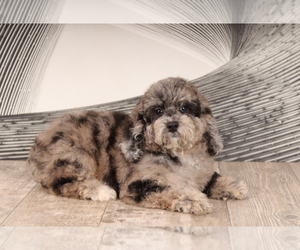 Poodle (Miniature) Puppy for sale in WESTPOINT, IN, USA