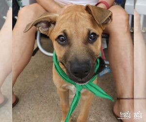 Labrador Retriever-Retriever  Mix Dogs for adoption in Washington, DC, USA