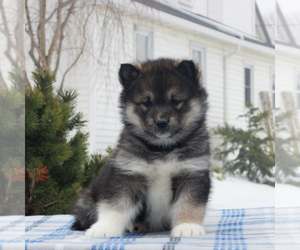 Alaskan Malamute Puppy for sale in GAP, PA, USA