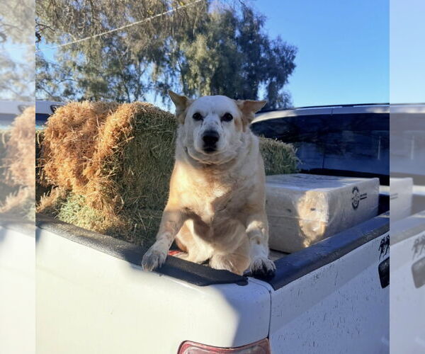 Medium Photo #1 Chihuahua-Unknown Mix Puppy For Sale in Chico, CA, USA