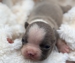 Small Boston Terrier