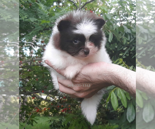 Medium Photo #7 Pomeranian Puppy For Sale in PALM BCH GDNS, FL, USA