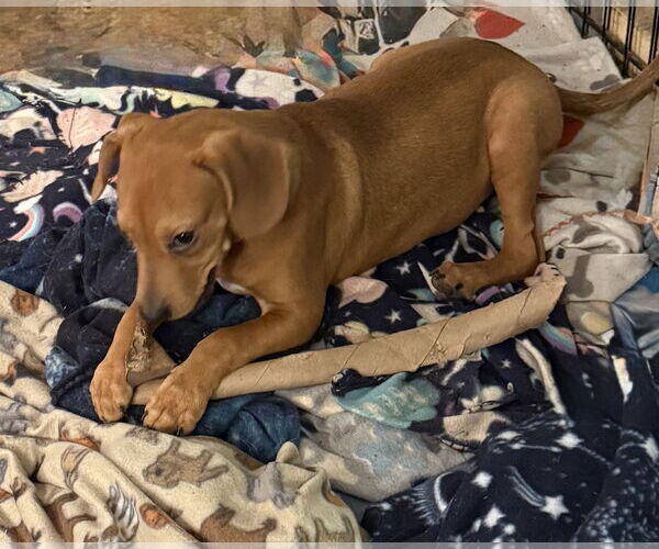 Medium Photo #3 Mutt Puppy For Sale in Oakhurst, NJ, USA