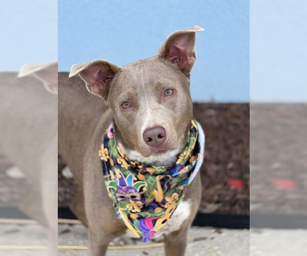Medium Photo #2 American Pit Bull Terrier-Unknown Mix Puppy For Sale in Oakhurst, NJ, USA