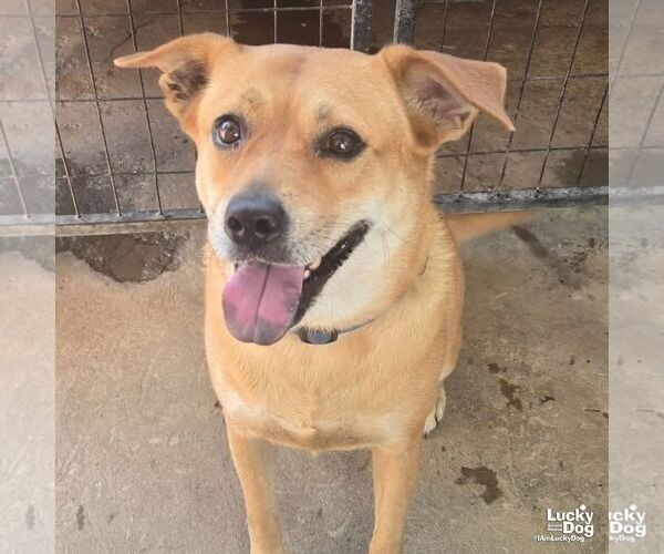 Medium Photo #6 Labrador Retriever-Retriever  Mix Puppy For Sale in Washington, DC, USA