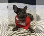 Small Photo #11 French Bulldog Puppy For Sale in PALO ALTO, CA, USA
