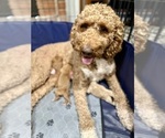 Small #6 Goldendoodle
