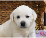 Small #7 Labrador Retriever