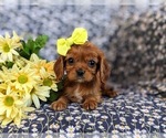 Small Photo #6 Cavalier King Charles Spaniel Puppy For Sale in CHRISTIANA, PA, USA