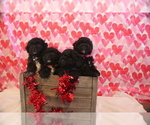 Small Photo #2 Maltipoo Puppy For Sale in COLORADO SPRINGS, CO, USA