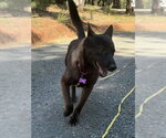 Small #4 German Shepherd Dog Mix