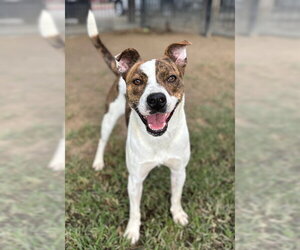 Mutt Dogs for adoption in Riverside, CA, USA