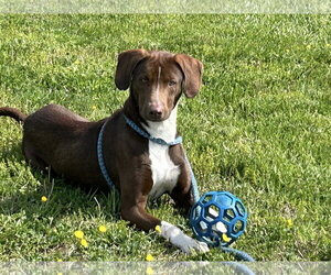 Labrador Retriever-Unknown Mix Dogs for adoption in Unionville, PA, USA