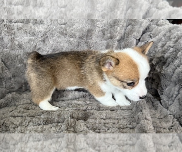 Medium Photo #4 Pembroke Welsh Corgi Puppy For Sale in BAYTOWN, TX, USA