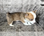 Small Photo #16 Pembroke Welsh Corgi Puppy For Sale in BAYTOWN, TX, USA