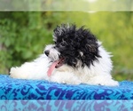 Small #11 Poodle (Toy)