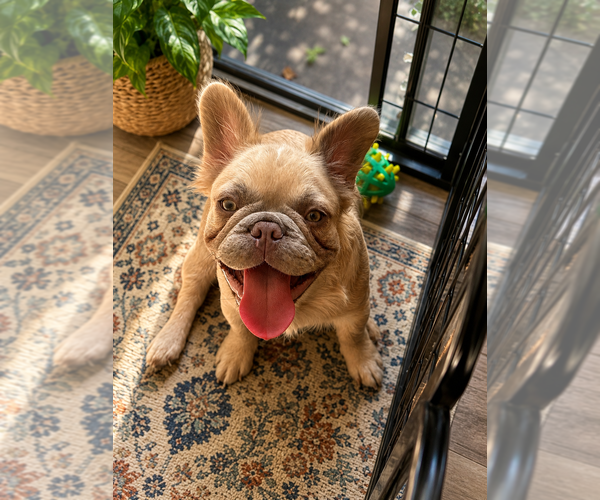 Medium Photo #7 French Bulldog Puppy For Sale in WOODBRIDGE, VA, USA
