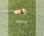 Puppy Tommy Beagle