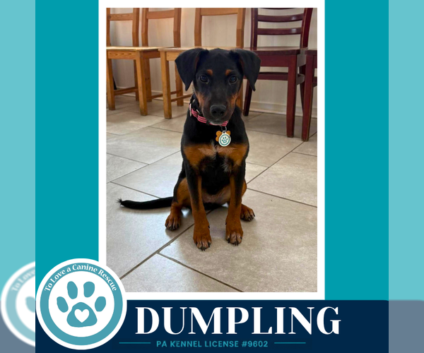 Medium Photo #3 Mutt Puppy For Sale in Kimberton, PA, USA