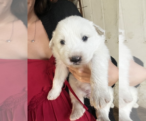 Medium Photo #6 Great Pyrenees Puppy For Sale in SPRINGDALE, WA, USA