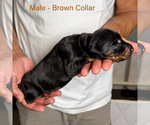 Small #20 Doberman Pinscher