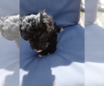 Small #1 Doxiepoo (Miniature)