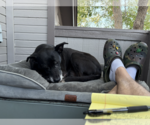 Small Photo #2 American Pit Bull Terrier-Unknown Mix Puppy For Sale in Aurora, CO, USA
