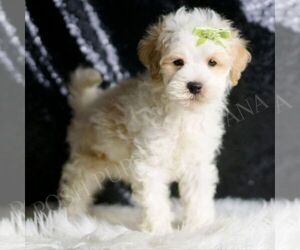 Medium Maltipoo