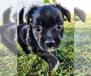 Australian Terrier-Chihuahua Mix Puppy for sale in SAINT CLOUD, FL, USA