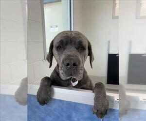 Mutt Dogs for adoption in Fort Collins, CO, USA