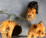 Small Photo #2 Chow Chow Puppy For Sale in LOS ANGELES, CA, USA