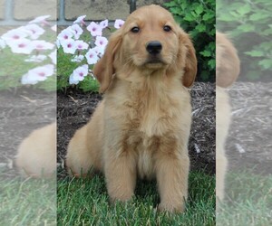 Golden Retriever Puppy for sale in FREDERICKSBURG, OH, USA