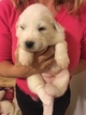 Small Photo #3 Great Pyrenees Puppy For Sale in RED HOUSE, WV, USA