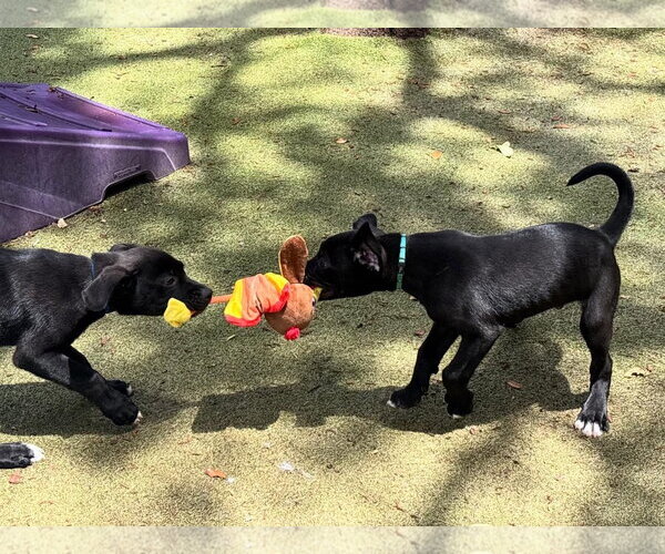 Medium Photo #7 Mutt Puppy For Sale in Orlando, FL, USA
