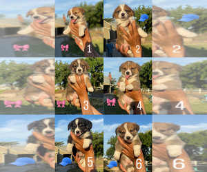 Pembroke Welsh Corgi Puppy for sale in OAKDALE, CA, USA