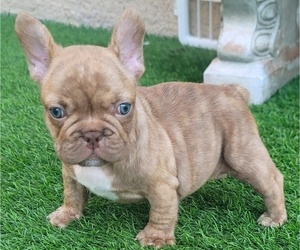 French Bulldog Puppy for sale in LAS VEGAS, NV, USA