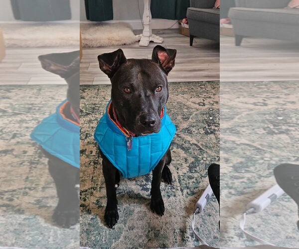 Medium Photo #3 Mutt Puppy For Sale in Holly Springs, NC, USA