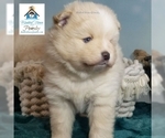 Small Photo #14 Pomsky Puppy For Sale in RAMSEY, MN, USA