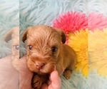 Small Photo #11 Yorkshire Terrier Puppy For Sale in LA SIERRA, CA, USA