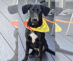 Small #3 Labrador Retriever Mix