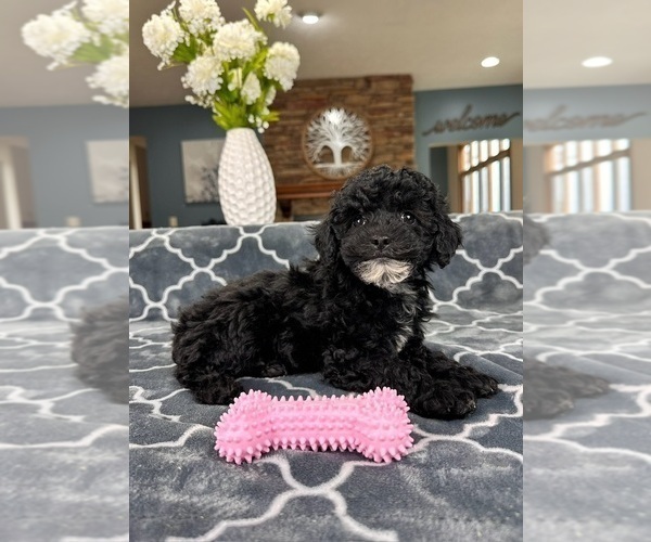 Medium Photo #2 Poodle (Miniature) Puppy For Sale in GREENFIELD, IN, USA