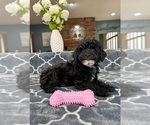 Small Photo #2 Poodle (Miniature) Puppy For Sale in GREENFIELD, IN, USA