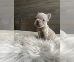 Small Photo #18 French Bulldog Puppy For Sale in EASTVALE, CA, USA