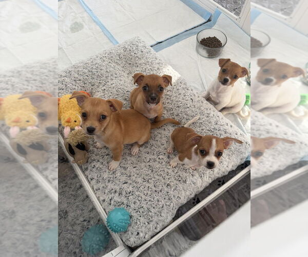 Medium Photo #2 Jack Chi Puppy For Sale in Dana Point, CA, USA