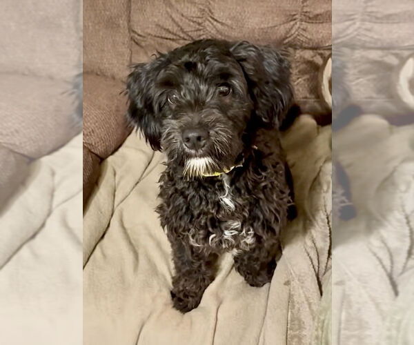 Medium Photo #3 Colonial Cocker Spaniel-Unknown Mix Puppy For Sale in Staten Island, NY, USA