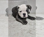 Small #4 Olde English Bulldogge