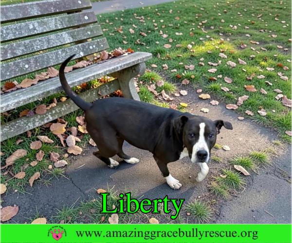 Medium Photo #3 Labrador Retriever-Unknown Mix Puppy For Sale in Milton, FL, USA