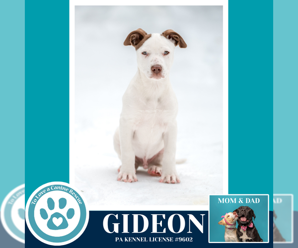 Medium Photo #12 Labrador Retriever-Unknown Mix Puppy For Sale in Kimberton, PA, USA