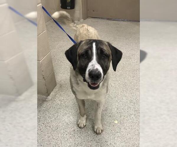 Medium Photo #1 Anatolian Shepherd-Unknown Mix Puppy For Sale in Conroe, TX, USA